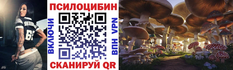 где продают   Новороссийск  Псилоцибиновые грибы Psilocybe 